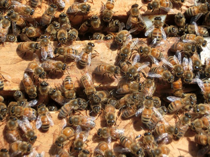 養蜂農家 蜂屋さん / ミツバチ飼育種蜂４枚群入門キット 2022年10月 