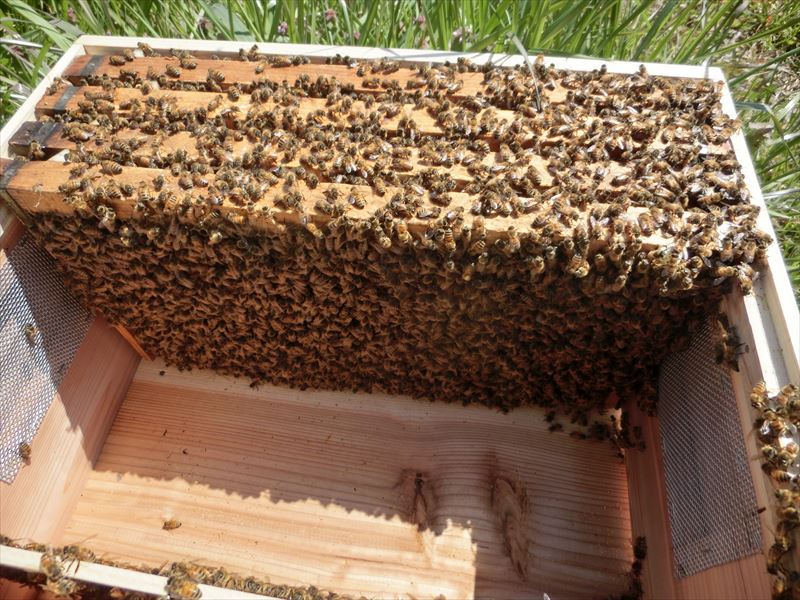 養蜂農家 蜂屋さん / ミツバチ飼育種蜂４枚群入門キット 2022年10月 ...